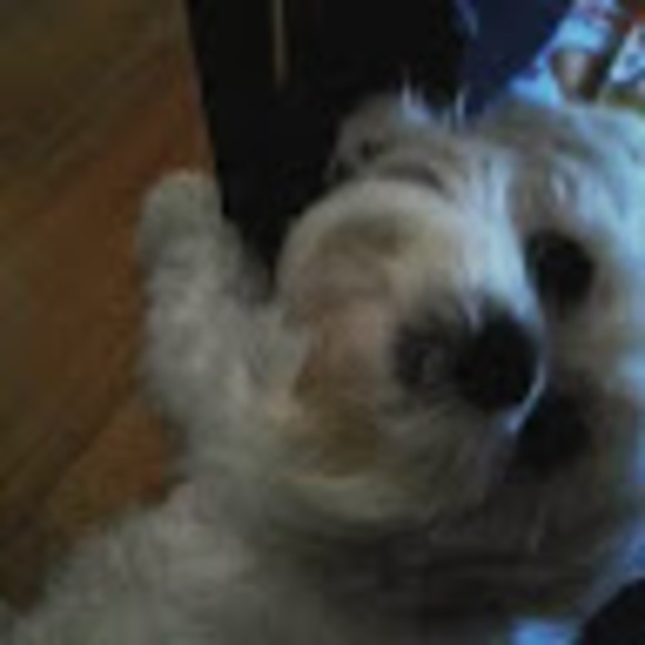 Meet your Posher, Cynthia - Picture 1 of 1